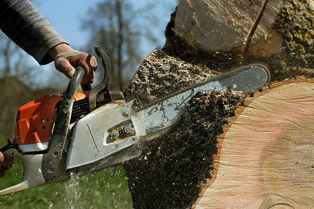 Large Tree Removal in Ann Arbor, MI